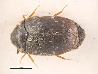 Trogoderma glabrum