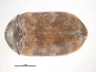 Trogoderma variabile