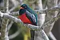 Massena's trogon in Belize.