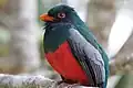 Close up van de Massena's trogon
