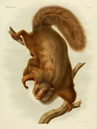 Trogopterus xanthipes