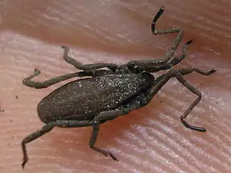 Trogulus nepaeformis