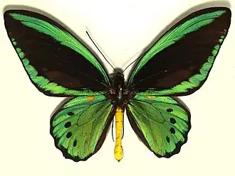 Ornithoptera priamus