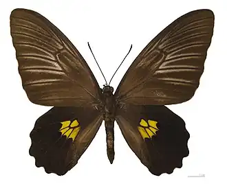 Troides staudingeri