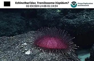 Tromikosoma hispidum