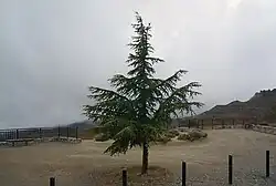 Een jonge libanonceder heeft nog een kegelvormige kroon