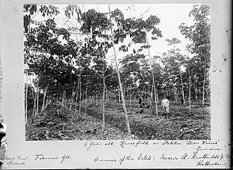 Negatief. Hevea rubberbomen op plantage Mon Trésor, Fotostudio Augusta Curiel 1911, Koninklijk Instituut voor de Tropen