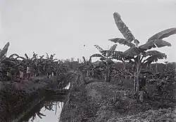 Bacoven- of bananenveld op plantage Vredenburg, fotografie Augusta Curiel