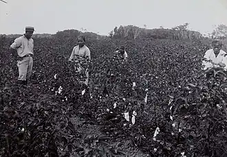 Katoenpluk in Suriname, fotostudio Augusta Curiel, Tropenmuseum