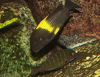 Tropheus moorii