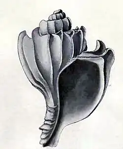 Trophonella shackletoni