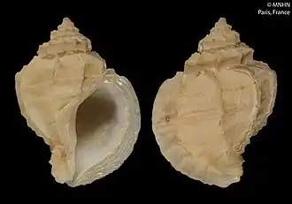 Trophonopsis droueti