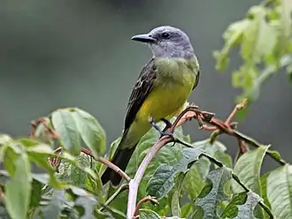 Tropische koningstiran