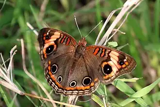 Junonia zonalis
