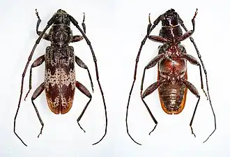 Tropicophanes fasciatus