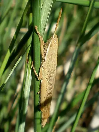 Tropidopola cylindrica