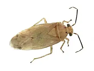 Tropidosteptes pacificus