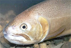 Oncorhynchus gilae