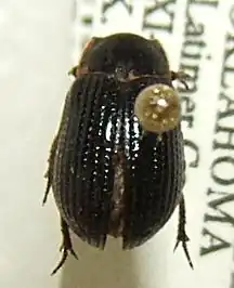 Trox striatus