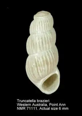 Truncatella brazieri