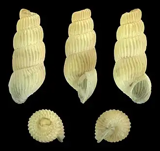 Truncatella guerinii