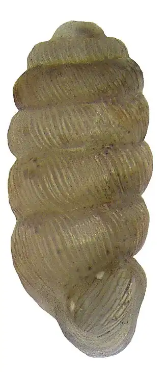 Truncatellina claustralis