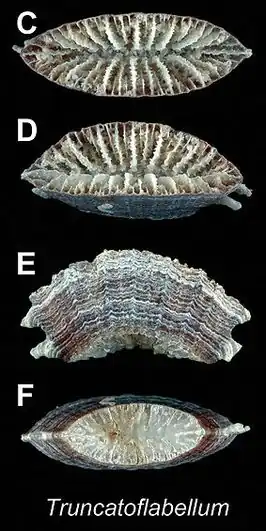 Truncatoflabellum
