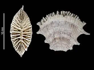 Truncatoflabellum angustum