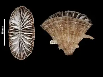 Truncatoflabellum vigintifarium