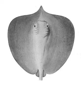 Himantura fluviatilis