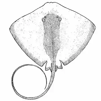 Himantura marginata