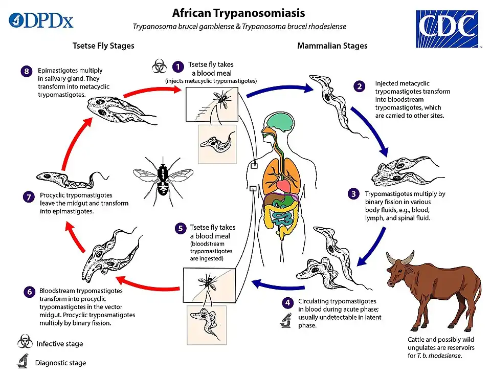 Levenscyclus bij de mens