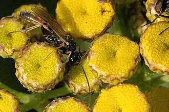 Tryphon trochanteratus