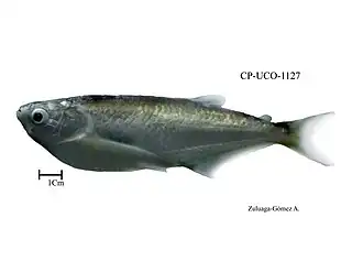 Triportheus magdalenae