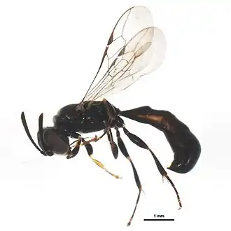 Trypoxylon clavicerum