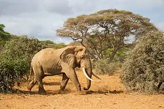 Nationaal park Amboseli