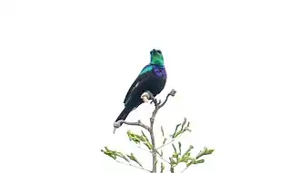 Tsavopurperbandhoningzuiger