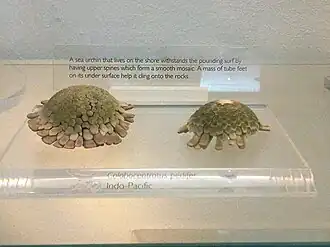 Colobocentrotus pedifer