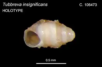 Tubbreva insignificans