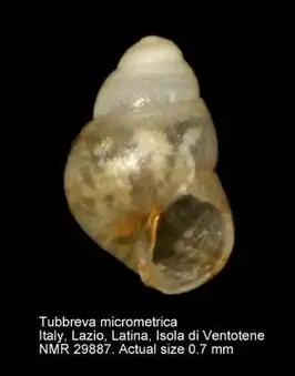 Tubbreva micrometrica