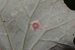 Tuberculina persicina op klein hoefblad-beemdgrasroest op klein hoefblad