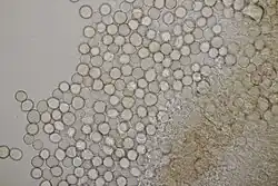 Conidiën van Tuberculina persicina op rietgrasroest op gevlekte aronskelk