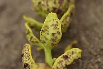 Tuberculina persicina hyperparasitering cipreswolfsmelk-vlinderbloemenroest op wolfsmelk