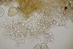 Sporodochium op aecium