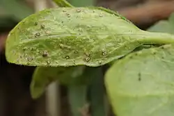 Tuberculina sbrozzii op aecia