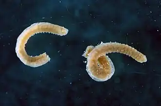 Verborgen schedeworm