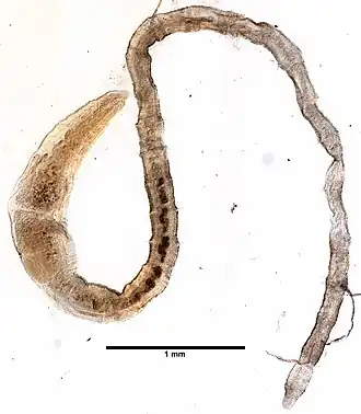 Tubificoides intermedius