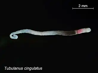 Tubulanus cingulatus