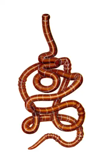 Tubulanus sexlineatus