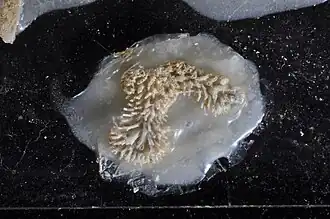 Tubulipora pacifica